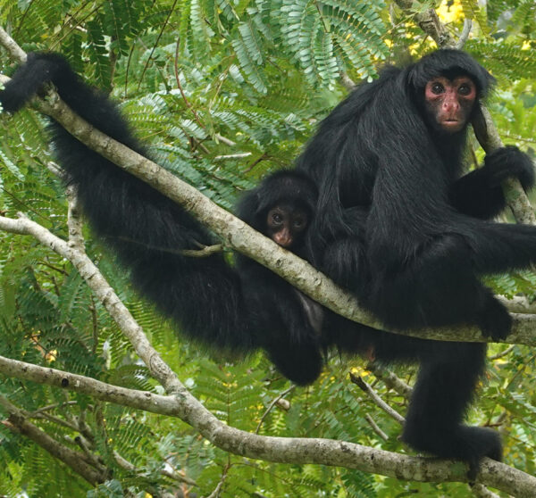 Spidermonkey baby closeup