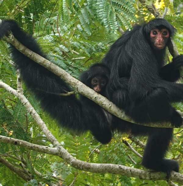 Spidermonkey baby closeup