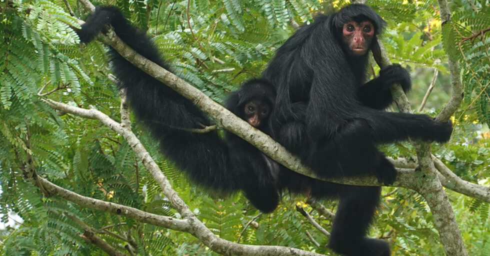 Spidermonkey baby closeup